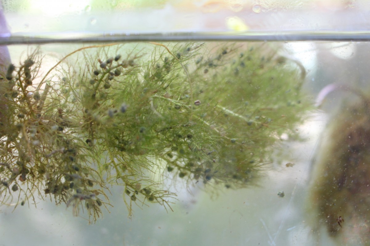 Lentibulariaceae